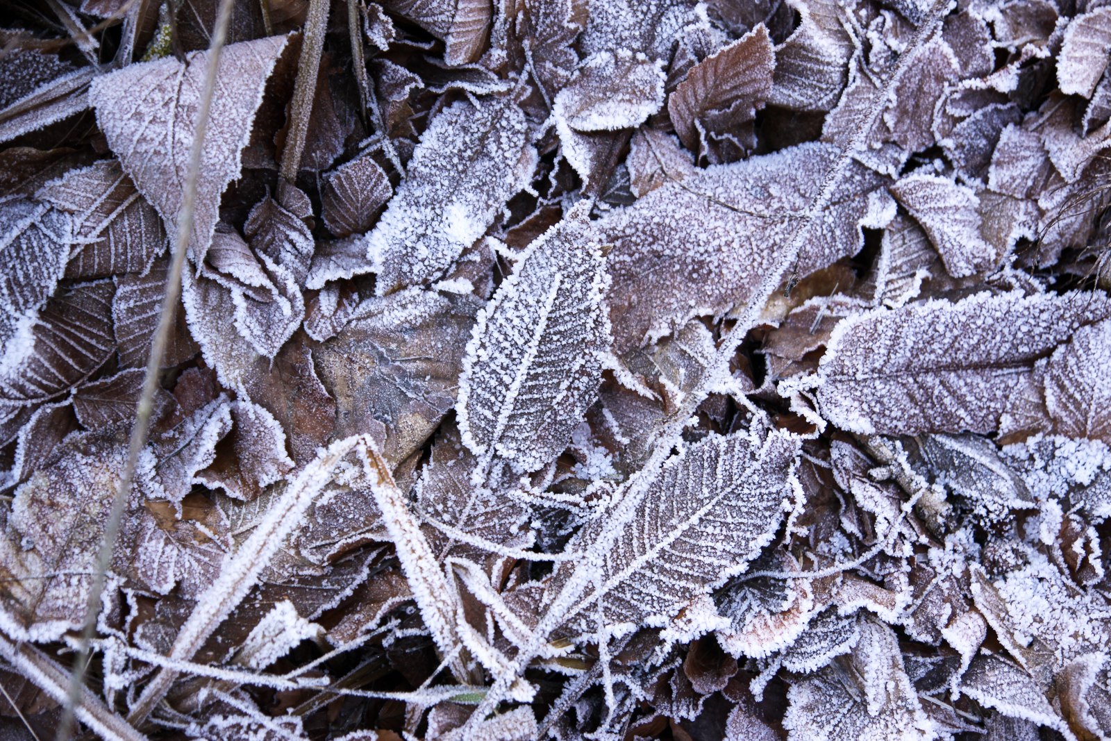 Frozen leaves