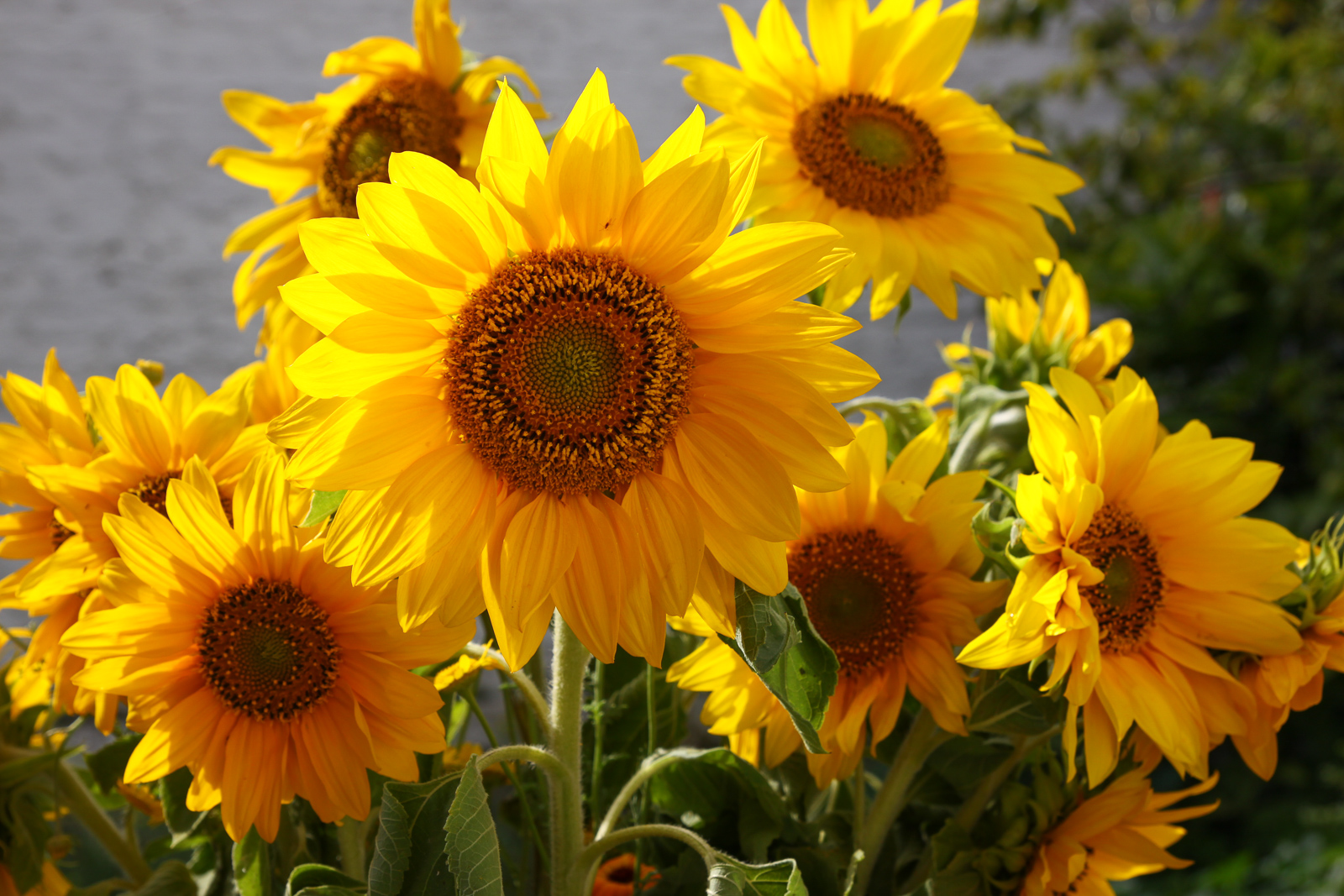 Sunflowers